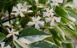 Variegated Confederate Jasmine - Trachelospermum Jasminoides - 3 Gallon Pot 13 Variegated Confederate Jasmine - Trachelospermum Jasminoides - 3 Gallon Pot -Wilson Bros Gardens Jasmine Confederate Variegated Flowers