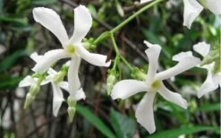 Star Jasmine Vine (Trachelospermum Jasminoides) - 6 Pack Of 1 Gallon Pots 15 Star Jasmine Vine (Trachelospermum Jasminoides) - 6 Pack Of 1 Gallon Pots -Wilson Bros Gardens Jasmine Confederate Vine