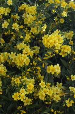 Duet Yellow Jasmine (Jessamine) - 3 Gallon Pot -Wilson Bros Gardens Jasmine Duet 5 1