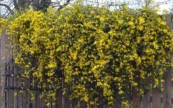 Duet Yellow Jasmine (Jessamine) - 3 Gallon Pot -Wilson Bros Gardens Jasmine Duet On Fence 1