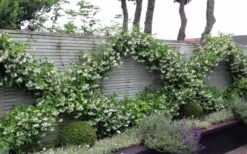 Madison Confederate Jasmine - 1 Gallon Pot 10 Madison Confederate Jasmine - 1 Gallon Pot -Wilson Bros Gardens Jasmine Madison 12 1