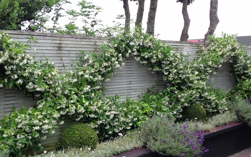 Madison Confederate Jasmine - 6 Pack Of 1 Gallon Pots 4 Madison Confederate Jasmine - 6 Pack Of 1 Gallon Pots - Image 4