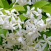 Madison Confederate Jasmine - 5 Gallon Pot