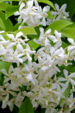 Madison Confederate Jasmine - 5 Gallon Pot