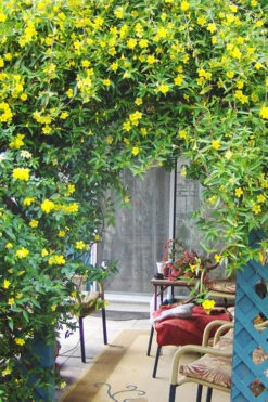 Pride Of Augusta Double Flowering Carolina Jasmine - 3 Gallon Pot -Wilson Bros Gardens Jasmine Pride Of Augusta 2