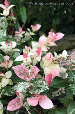Snow N Summer Asiatic Jasmine - 6 Pack Of 1 Gallon Pots -Wilson Bros Gardens Jasmine Snow n Summer 20 1