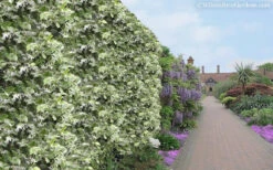 Variegated Confederate Jasmine - Trachelospermum Jasminoides - 6 Pack Of 1 Gallon Pots 12 Variegated Confederate Jasmine - Trachelospermum Jasminoides - 6 Pack Of 1 Gallon Pots -Wilson Bros Gardens Jasmine Variegated Confederate 11 3