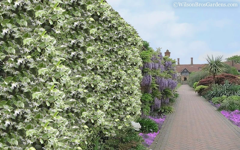 Variegated Confederate Jasmine - Trachelospermum Jasminoides - 6 Pack Of 1 Gallon Pots 6 Variegated Confederate Jasmine - Trachelospermum Jasminoides - 6 Pack Of 1 Gallon Pots - Image 6