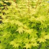 Summer Gold Japanese Maple - 3 Gallon Pot (4-4.5')