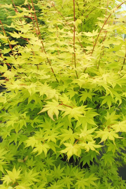 Summer Gold Japanese Maple - 3 Gallon Pot (4-4.5') 1 Summer Gold Japanese Maple - 3 Gallon Pot (4-4.5')
