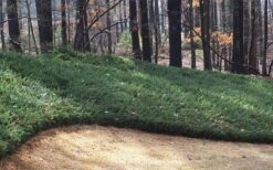 Blue Pacific Juniper - 2 Gallon Pot -Wilson Bros Gardens Juniper Blue Pacific 1