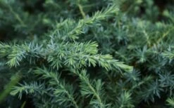 Blue Pacific Juniper - 2 Gallon Pot -Wilson Bros Gardens Juniper Blue Pacific 12 1