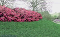Blue Pacific Juniper - 2 Gallon Pot -Wilson Bros Gardens Juniper Blue Pacific 16 1