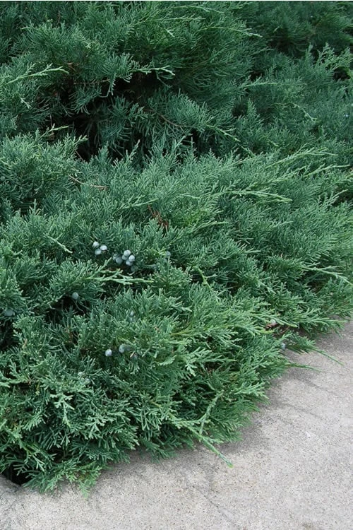 Blue Sargent Juniper - 6-Pack Of 1 Gallon Pots 1 Blue Sargent Juniper - 6-Pack Of 1 Gallon Pots