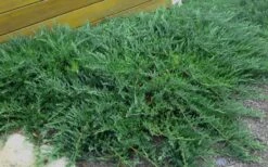 Blue Sargent Juniper - 3 Gallon Pot -Wilson Bros Gardens Juniper Blue Sargent Rev 2