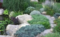 Blue Star Juniper - 6-Pack Of 1 Gallon Pots 9 Blue Star Juniper - 6-Pack Of 1 Gallon Pots -Wilson Bros Gardens Juniper Blue Star 14 1