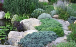 Blue Star Juniper - 3 Gallon Pot 9 Blue Star Juniper - 3 Gallon Pot -Wilson Bros Gardens Juniper Blue Star 14 2