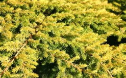 All Gold Golden Pacific Juniper - 1 Gallon Pot 12 All Gold Golden Pacific Juniper - 1 Gallon Pot -Wilson Bros Gardens Juniper Golden Pacific 10 1