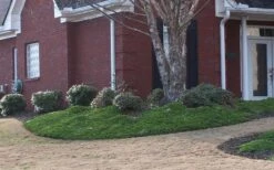 Green Mound Juniper - 6-Pack Of 1 Gallon Pots 11 Green Mound Juniper - 6-Pack Of 1 Gallon Pots -Wilson Bros Gardens Juniper Green Mound 1