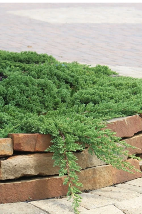 Green Mound Juniper - 2 Gallon Pot 1 Green Mound Juniper - 2 Gallon Pot