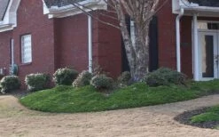 Green Mound Juniper - 2 Gallon Pot 11 Green Mound Juniper - 2 Gallon Pot -Wilson Bros Gardens Juniper Green Mound