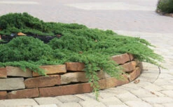 Green Mound Juniper - 6-Pack Of 1 Gallon Pots 12 Green Mound Juniper - 6-Pack Of 1 Gallon Pots -Wilson Bros Gardens Juniper Green Mound 4 1