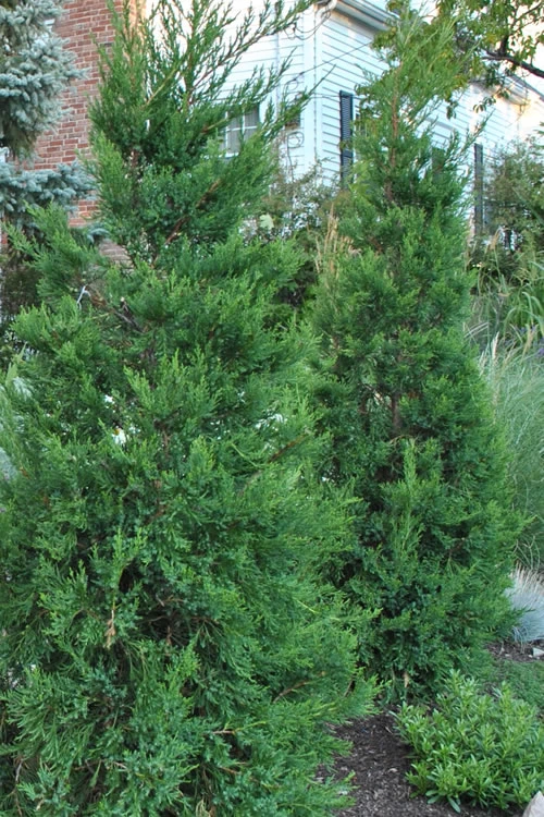 Hetzi Columnar Juniper - 7 Gallon Pot (6-7') 1 Hetzi Columnar Juniper - 7 Gallon Pot (6-7')