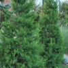 Hetzi Columnar Juniper - 3 Gallon Pot (3-4')