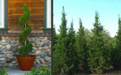 Hetzi Columnar Juniper - 7 Gallon Pot (6-7') 8 Hetzi Columnar Juniper - 7 Gallon Pot (6-7') -Wilson Bros Gardens Juniper Hetzi Columnar Landscape 2 1