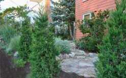 Hetzi Columnar Juniper - 3 Gallon Pot -Wilson Bros Gardens Juniper Hetzi Columnar Landscape