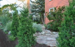 Hetzi Columnar Juniper - 7 Gallon Pot (5-6') 9 Hetzi Columnar Juniper - 7 Gallon Pot (5-6') -Wilson Bros Gardens Juniper Hetzi Columnar Landscape 3