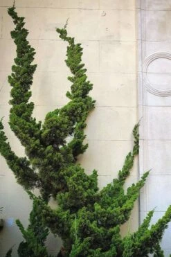 Hollywood Torulosa Juniper - 2 Gallon Pot 12 Hollywood Torulosa Juniper - 2 Gallon Pot -Wilson Bros Gardens Juniper Hollywood 12