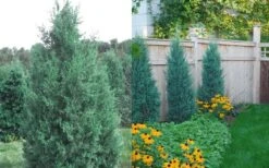 Iowa Juniper - 3 Gallon Pot 9 Iowa Juniper - 3 Gallon Pot -Wilson Bros Gardens Juniper Iowa 1