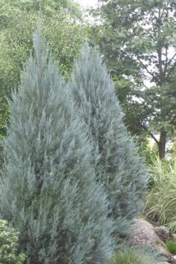 Moonglow Pyramidal Blue Juniper - 1 Gallon Pot -Wilson Bros Gardens Juniper Moonglow 4 2