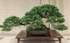 Parsons Juniper - Juniperus Davurica 'Parsonii' - 1 Gallon Pot -Wilson Bros Gardens Juniper Parsons Bonsai 1