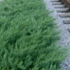 Parsons Juniper - Juniperus Davurica 'Parsonii' - 1 Gallon Pot