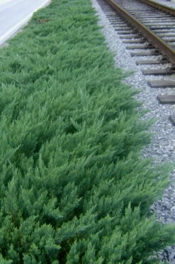 Parsons Juniper - Juniperus Davurica 'Parsonii' - 1 Gallon Pot