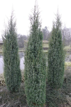 Skyrocket Columnar Juniper - 1 Gallon Pot -Wilson Bros Gardens Juniper Skyrocket 1 1