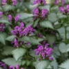 Beacon Silver Lamium - 10 Pack Of Pint Pots