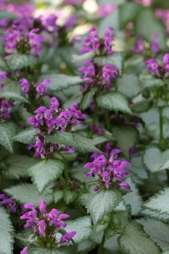 Beacon Silver Lamium - 10 Pack Of Pint Pots