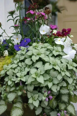 Beacon Silver Lamium - 5 Pack Of Pint Pots -Wilson Bros Gardens Lamium Beacons Silver 2