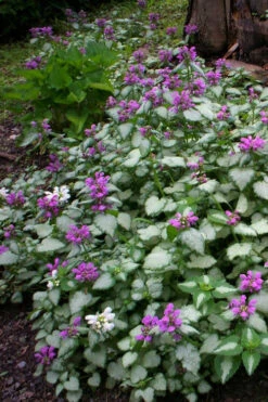 Beacon Silver Lamium - 5 Pack Of Pint Pots -Wilson Bros Gardens Lamium Beacons Silver 3