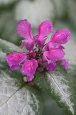Beacon Silver Lamium - 5 Pack Of Pint Pots -Wilson Bros Gardens Lamium Beacons Silver 4