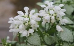 White Nancy Lamium - 5 Pack Of Pint Pots -Wilson Bros Gardens Lamium White Nancy 1