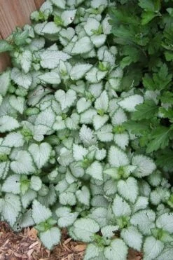 White Nancy Lamium - 5 Pack Of Pint Pots -Wilson Bros Gardens Lamium White Nancy 3