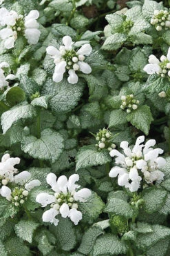 White Nancy Lamium - 5 Pack Of Pint Pots -Wilson Bros Gardens Lamium White Nancy 4 1