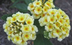 Chapel Hill Yellow Hardy Lantana - 1 Gallon Pot -Wilson Bros Gardens Lantana Chapel Hill Yellow 50