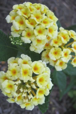 Chapel Hill Yellow Hardy Lantana - 1 Gallon Pot -Wilson Bros Gardens Lantana Chapel Hill Yellow 500x750 1