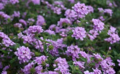 Trailing Lavender Lantana - 5 Pack Of Pint Pots -Wilson Bros Gardens Lantana Trailing Lavender 2