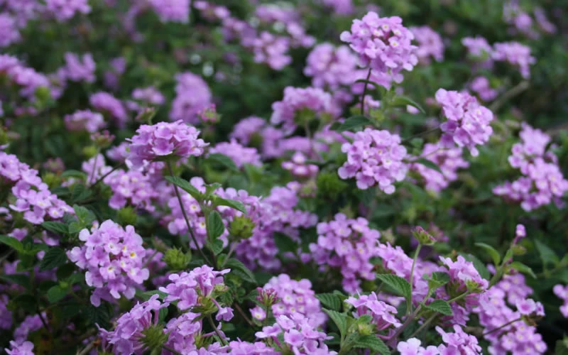Trailing Lavender Lantana - 18 Pack Of Pint Pots 8 Trailing Lavender Lantana - 18 Pack Of Pint Pots - Image 8